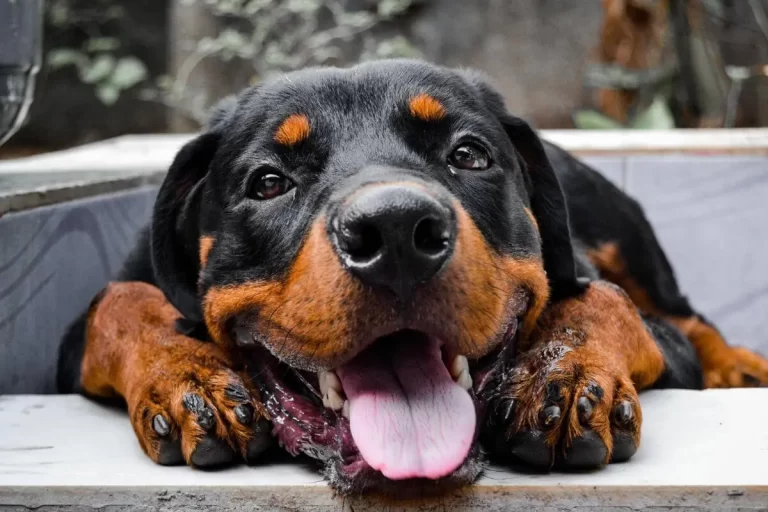 rottweiler